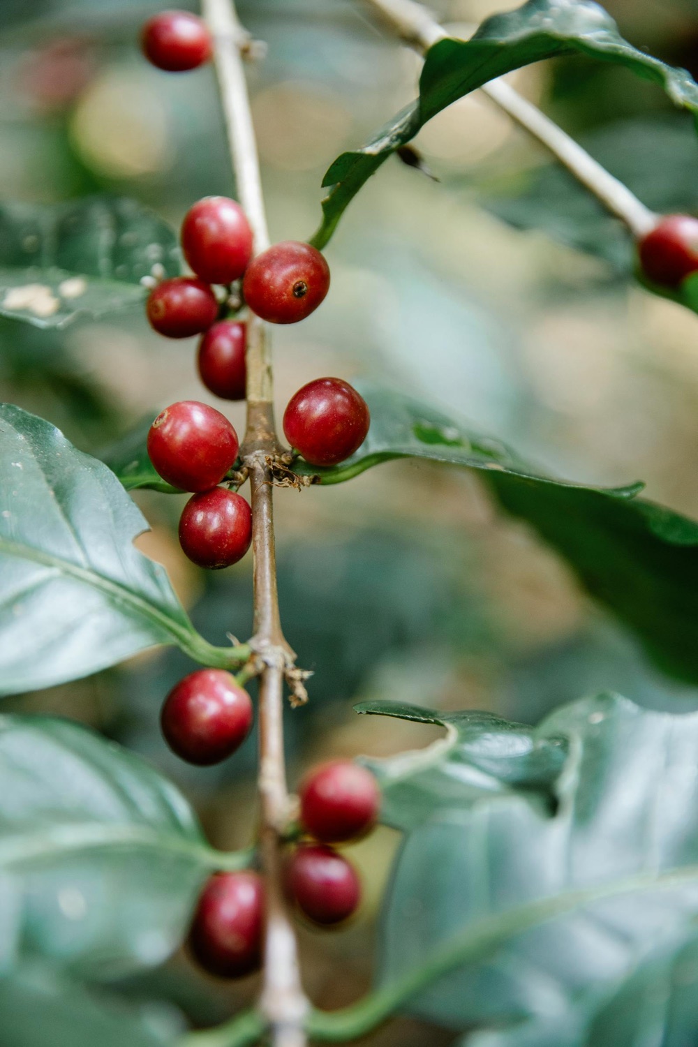 Ripe red coffee cherries on the branch in the Kenyan highlands